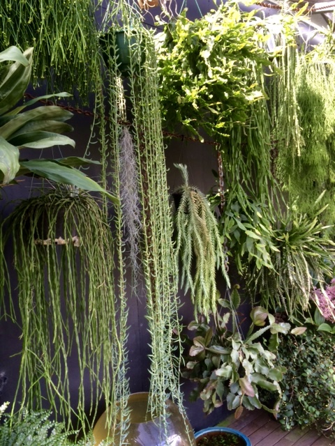 “Planty Fierce” are Plantsmen at the Living Edge .. – Paradisus Garden ...