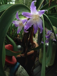 Worsleya procera -  Blue Hippeastrum