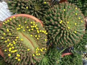 Coachwood at 'Sea-Changer' - Euphorbia caput-medusae - Medusa's Head