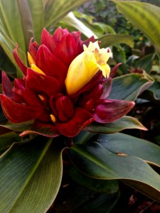 Costus comosus X erythrophyllus 'Oxley Ruby'