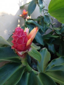 Costus comosus X belize