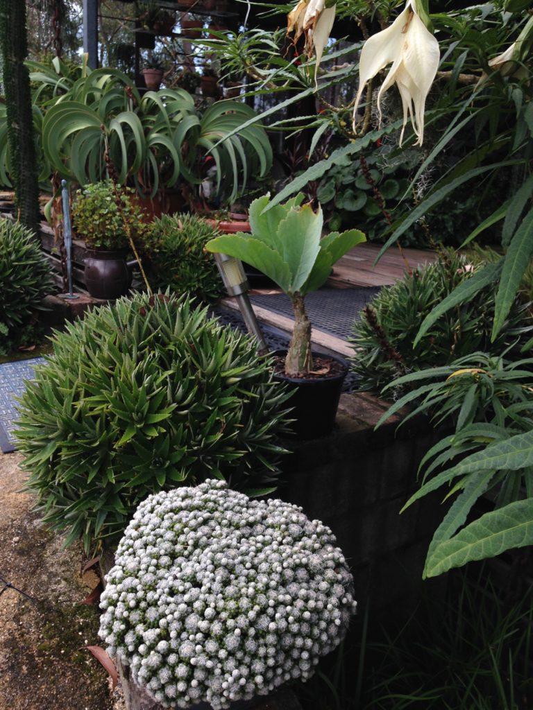 'Living Edge' garden chic